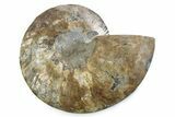 Cut & Polished Ammonite Fossil (Half) - Madagascar #362382-1